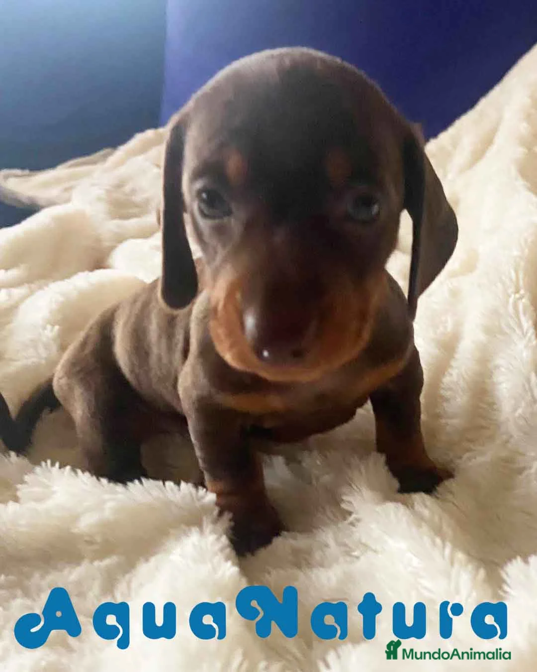 Teckel perros en venta:  Teckel Macho de Kily y Tilo 1883 AQUANATURA en Barcelona - Anuncio 5