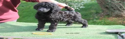 Caniche Gigante perros en venta: Cachorro caniche gigante macho negro  - Anuncio 3