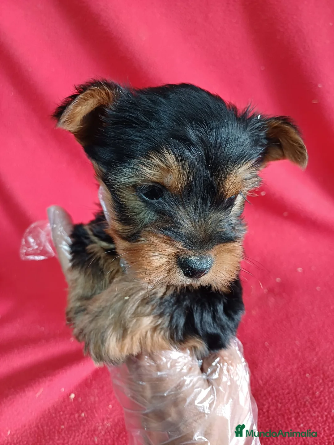 Yorkshire Terrier perros en venta: Yorkshire Terrier  - Anuncio 2