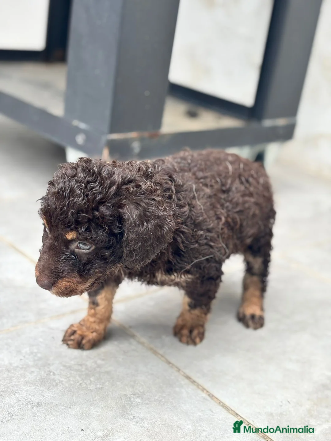 Perro de Agua Español perros en venta: Perra De agua  - Anuncio 5