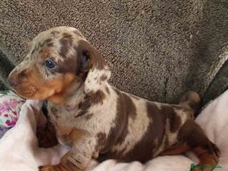 Teckel Miniatura perros Teckel Hembra de Tria y Tilo 1763 AQUANATURA - Anuncio 14