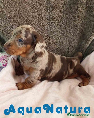 Teckel Miniatura perros - Anuncio 7