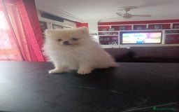 Pomerania perros en venta: Pomerania linea rusa Toy  - Imagen 4