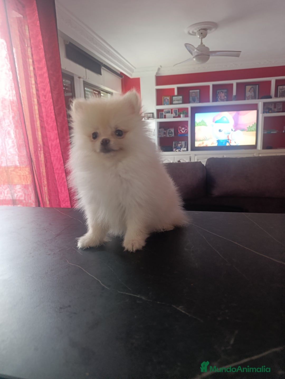 Pomerania perros en venta: Pomerania linea rusa Toy  - Imagen 4