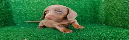 Teckel Miniatura perros en venta: Teckel miniatura  - Anuncio 17