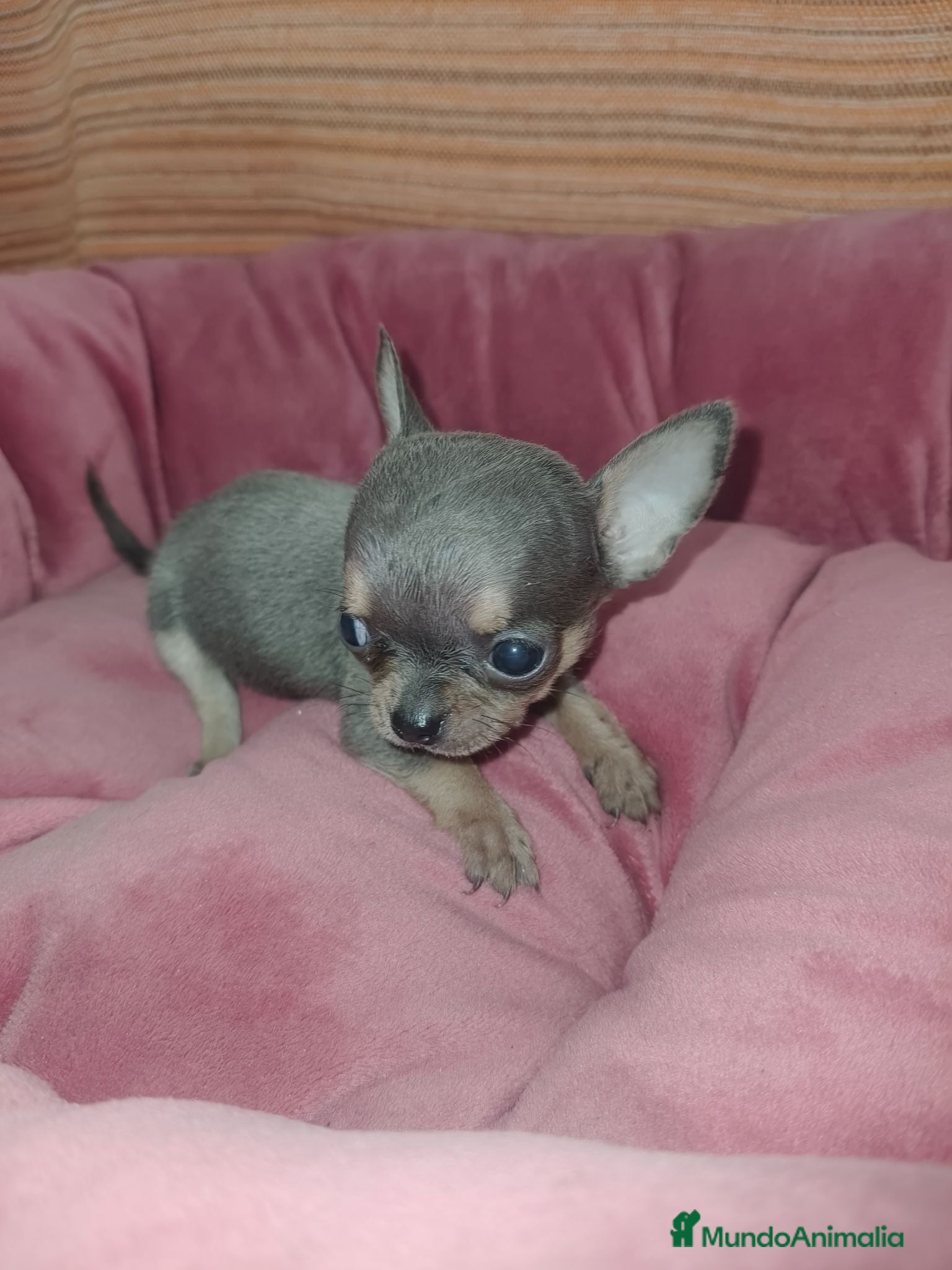 Chihuahua perros Chihuahua Toy Blue - Anuncio 2