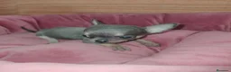 Chihuahua perros en venta: Chihuahua Toy Blue - Anuncio 1