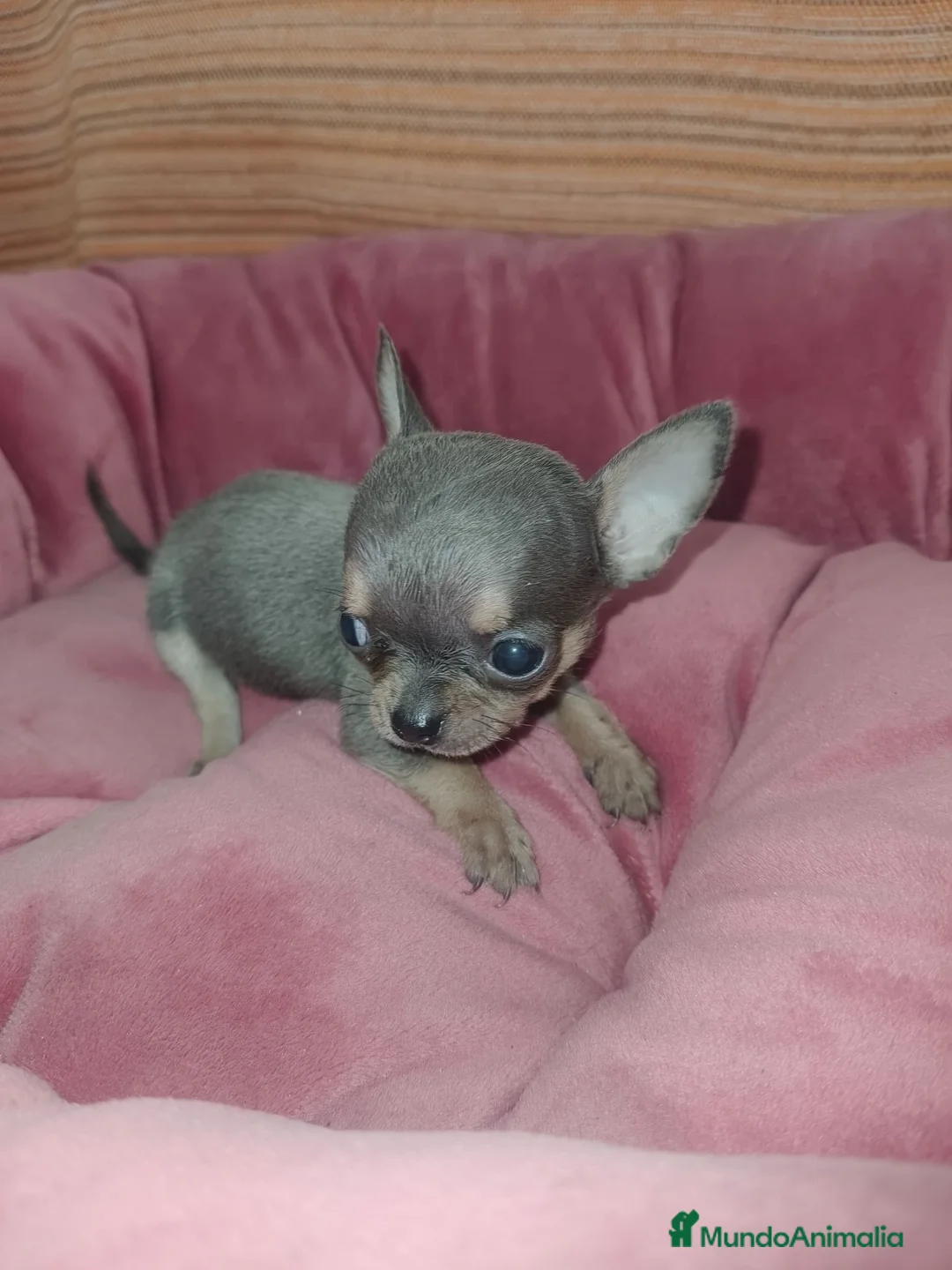 Chihuahua perros en venta: Chihuahua Toy Blue - Anuncio 1