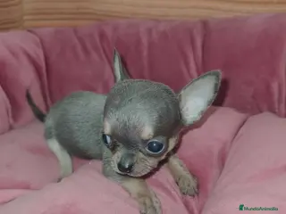Chihuahua perros Chihuahua Toy Blue - Anuncio 1