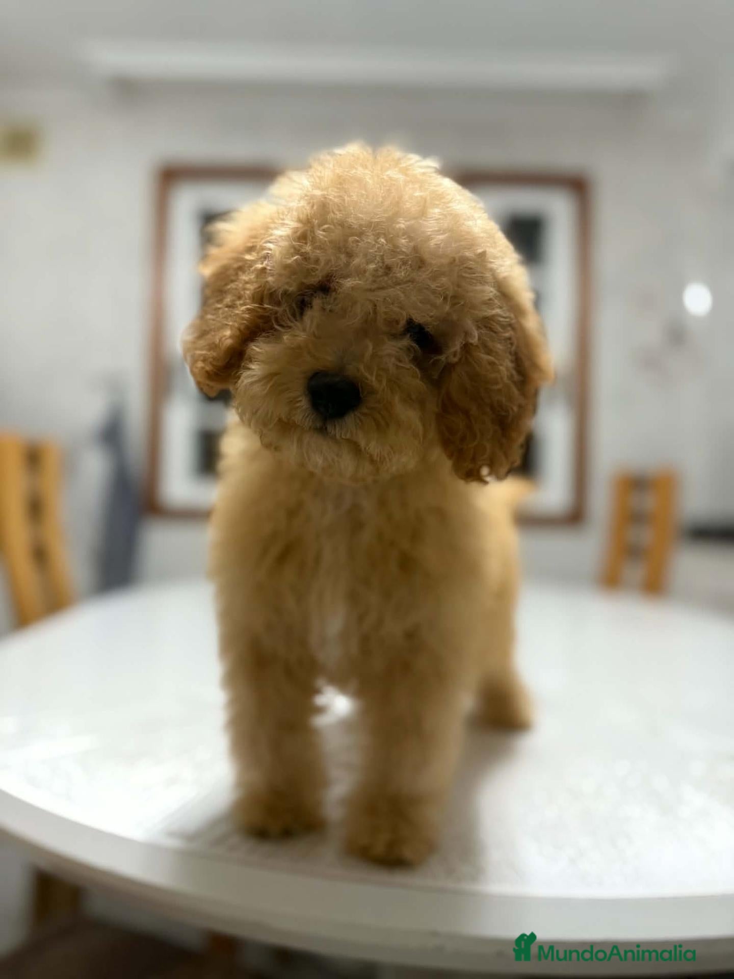 Raza Mixta perros Caniche enano - Anuncio 2