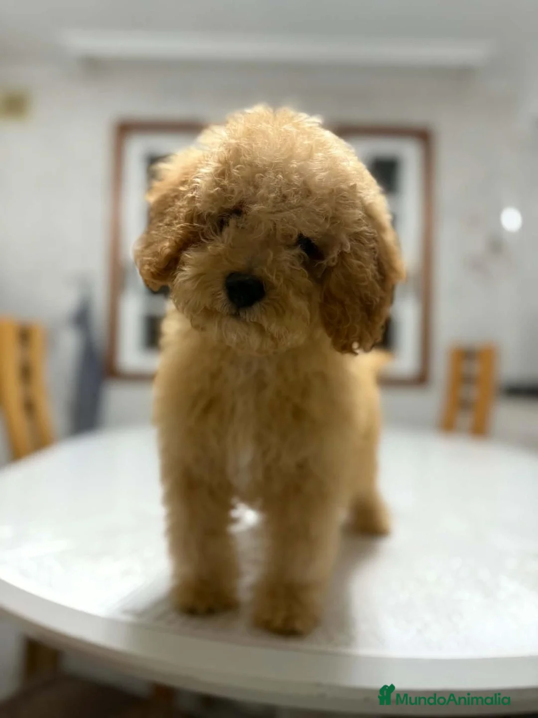 Raza Mixta perros en venta: Caniche enano en Valencia - Anuncio 1
