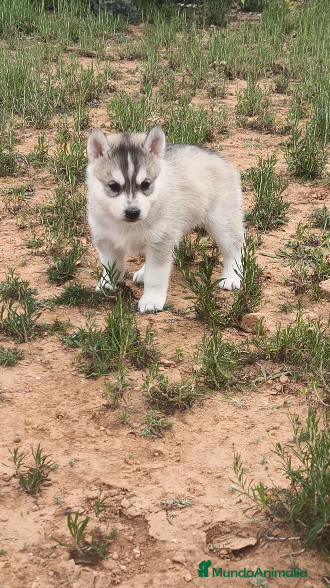 Husky Siberiano perros en venta: Husky SIBERIANO Macho y Hembra  - Anuncio 11