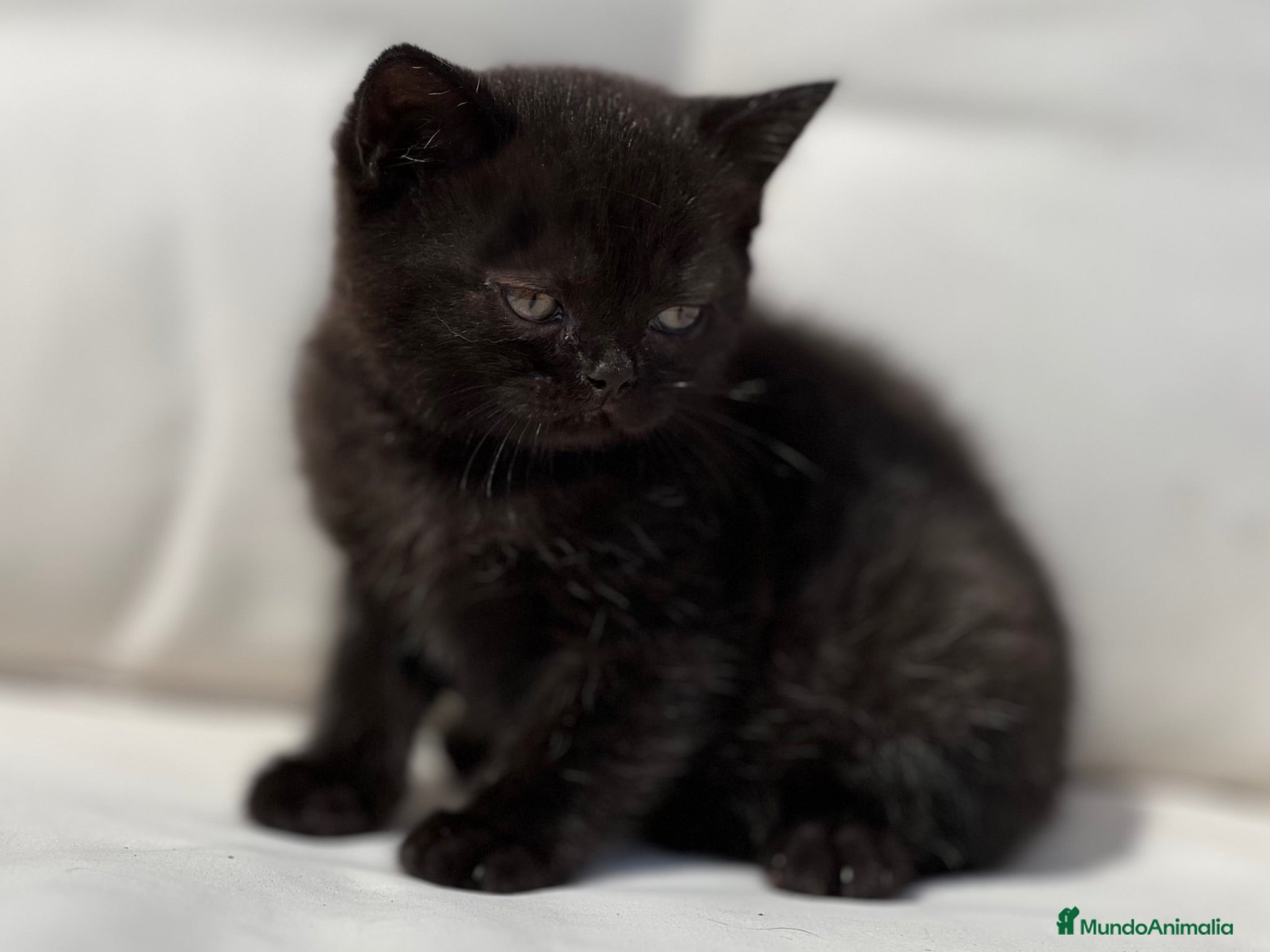 Británico de Pelo Corto gatos BRITISH SHORTHAIR NEGRA - Anuncio 1