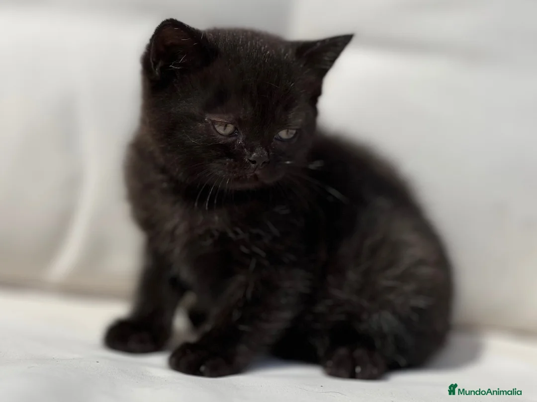Británico de Pelo Corto gatos en venta: BRITISH SHORTHAIR NEGRA - Anuncio 1