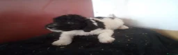 Perro de Agua Español perros en venta: PDA MARISMEÑOS - Anuncio 2