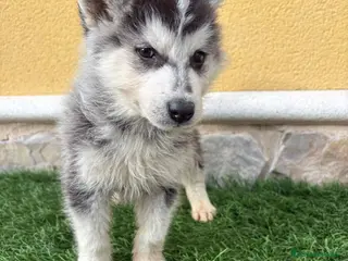 Husky Siberiano perros Cachorro macho de Husky siberiano - Anuncio 3