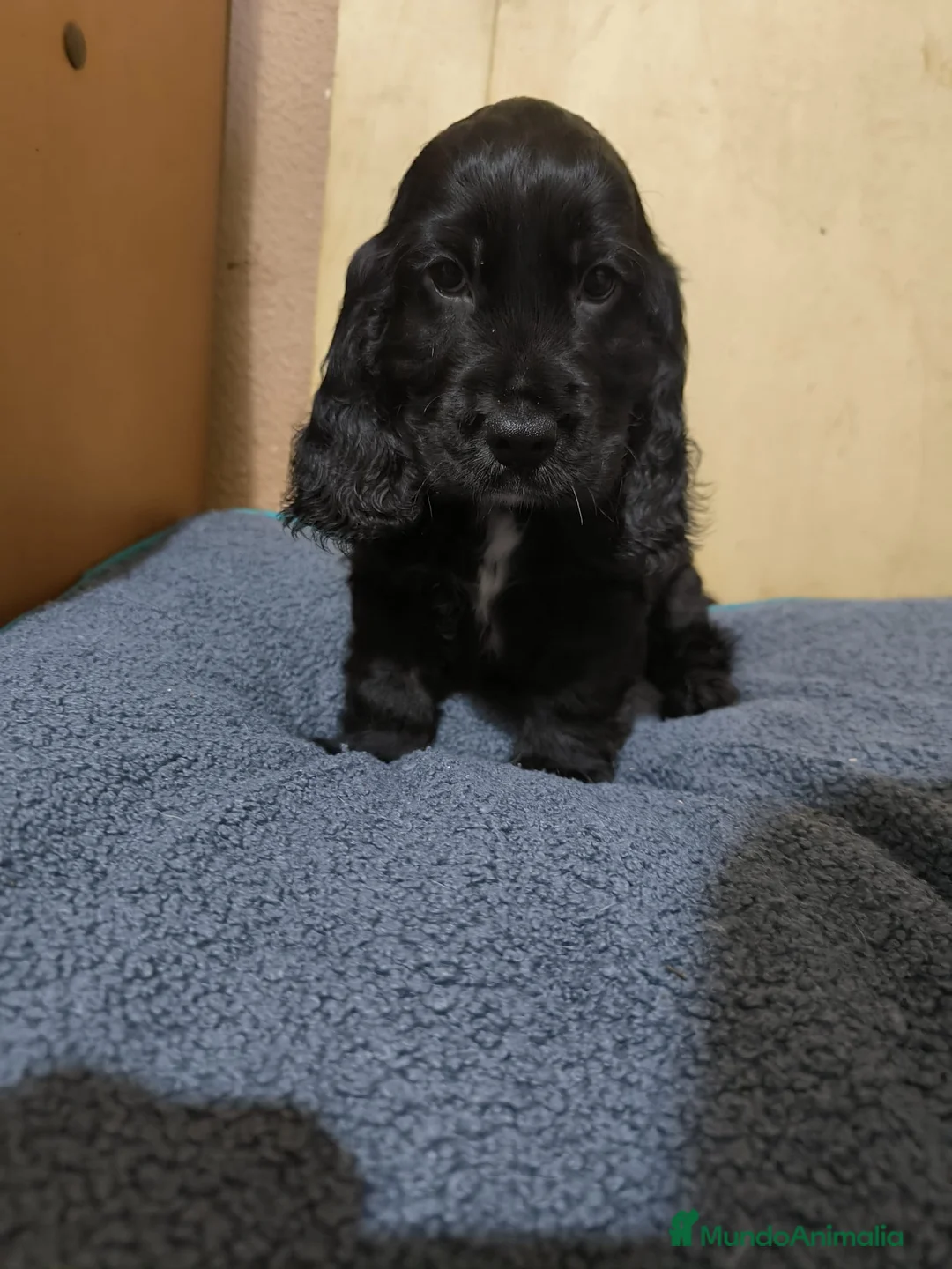Cocker Spaniel Inglés perros en venta: Camada de Cocker en Madrid en Madrid - Anuncio 10