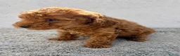 Caniche Toy perros en venta: Caniche Toy Macho  en Alicante - Anuncio 19