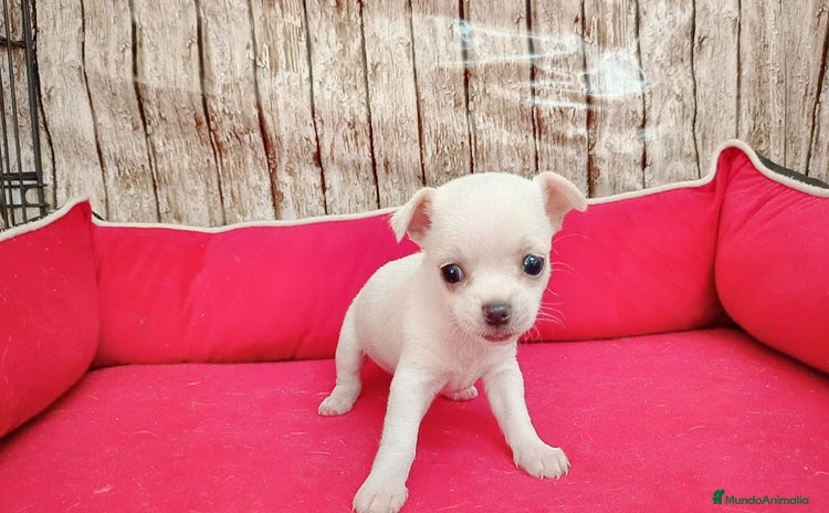 Chihuahua perros - Anuncio 1