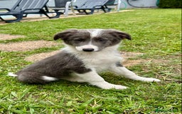 Border Collie perros en venta: Border collie Blue - Imagen 1