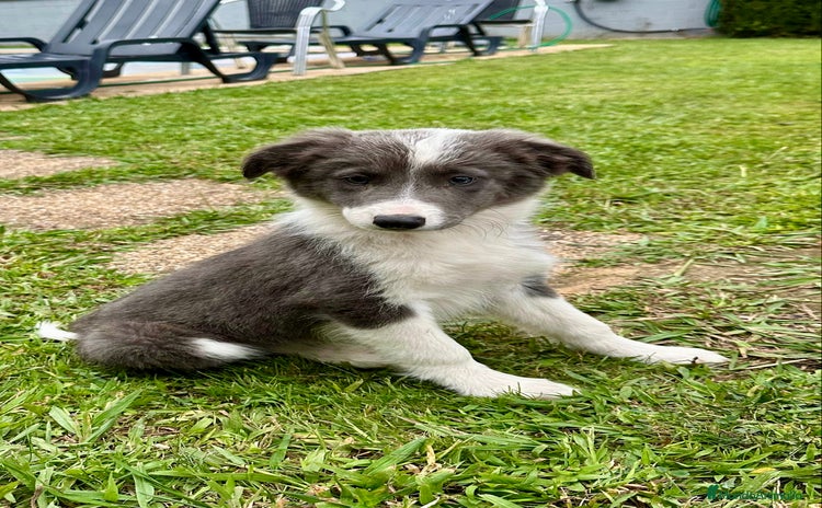 Border Collie perros - Anuncio 1
