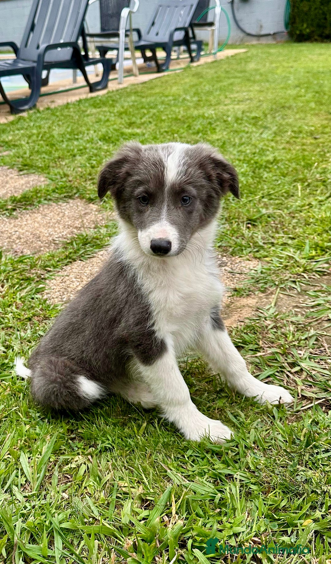 Border Collie perros en venta: Border collie Blue - Imagen 1