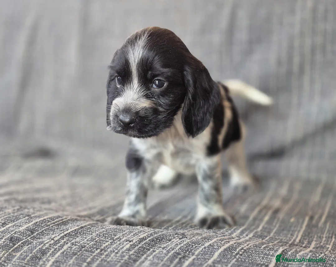 Cocker Spaniel Inglés perros en venta: Cocker Spaniel Inglés Blanco y Naranja - Anuncio 4