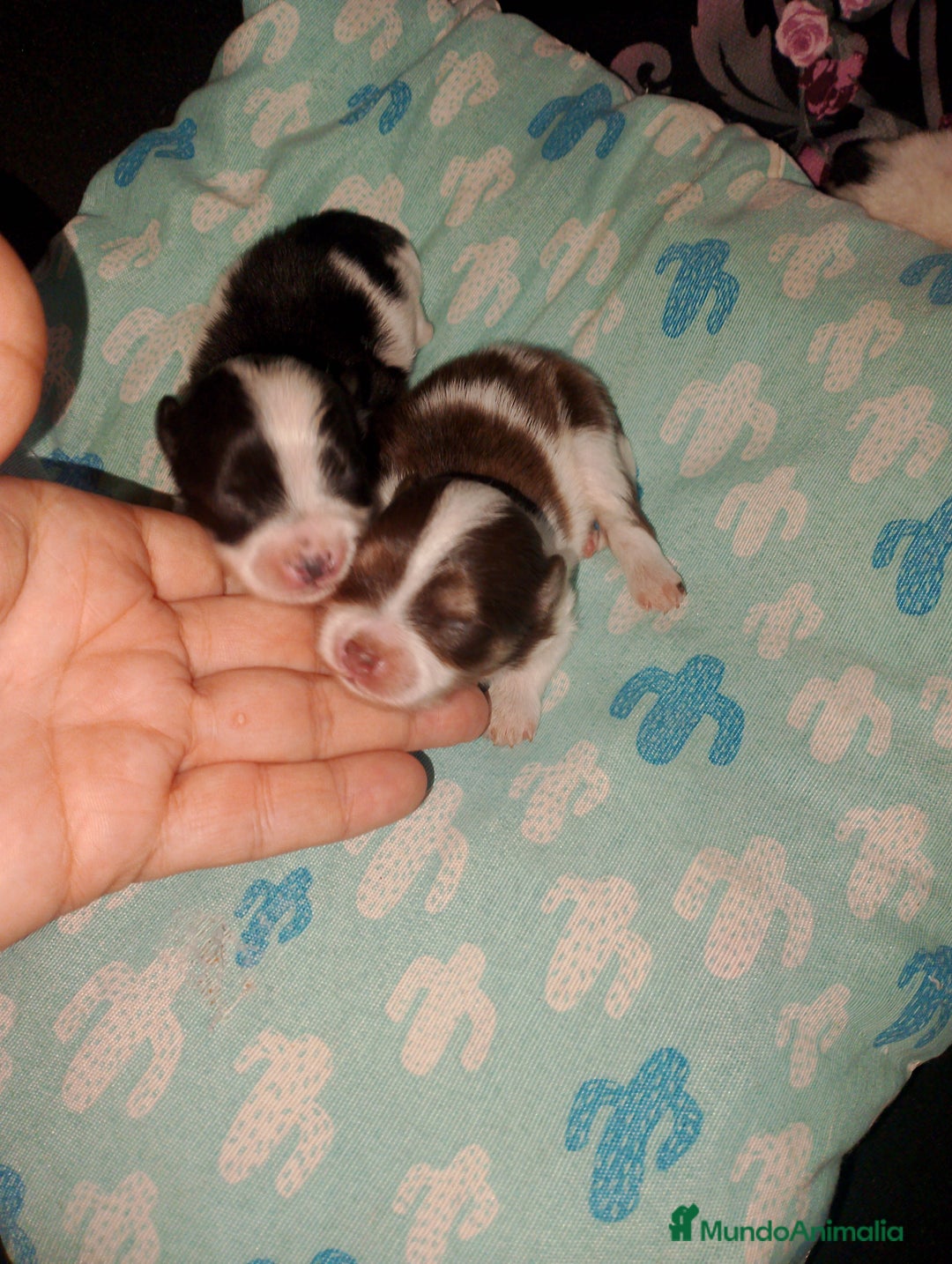 Bichón Maltés perros en venta: Macho de maltipom  - Imagen 2