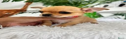 Chihuahua perros en venta: CHIHUAHUA HEMBRA - Anuncio 10