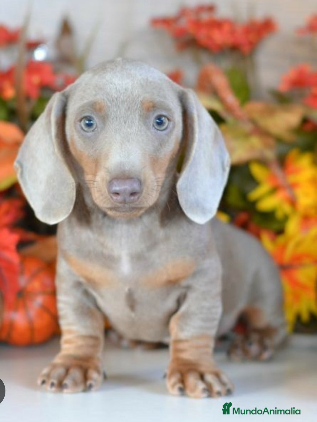 Teckel Miniatura perros Teckel en Alicante - Anuncio 30