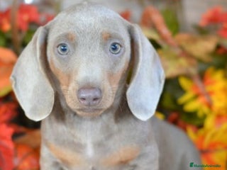 Teckel Miniatura perros Teckel en Alicante - Anuncio 3