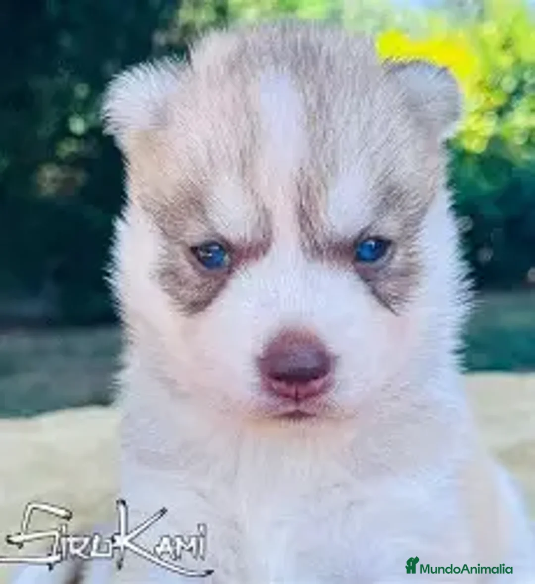 Husky Siberiano perros en venta: CACHORRO HUSKY SIBERIANO , HEMBRA - Anuncio 1