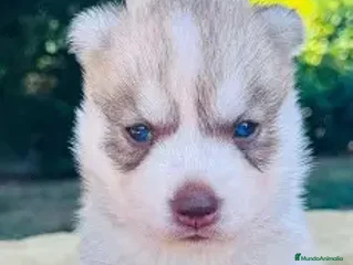 Husky Siberiano perros CACHORRO HUSKY SIBERIANO , HEMBRA - Anuncio 1