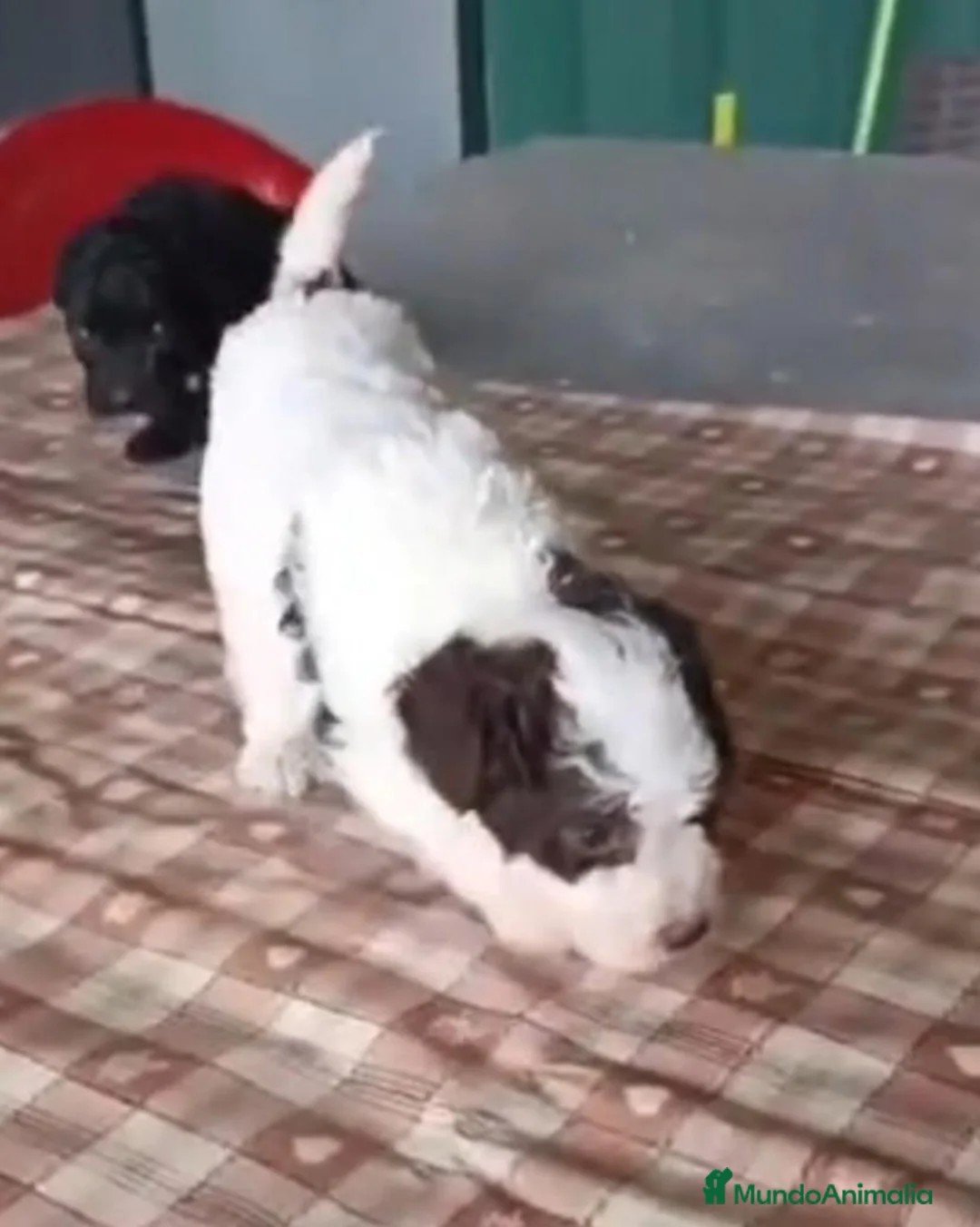 Perro de Agua Español perros en venta: Perro de agua - Anuncio 1