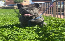 Bulldog Francés perros en venta: Bulldog francés  en León - Imagen 5