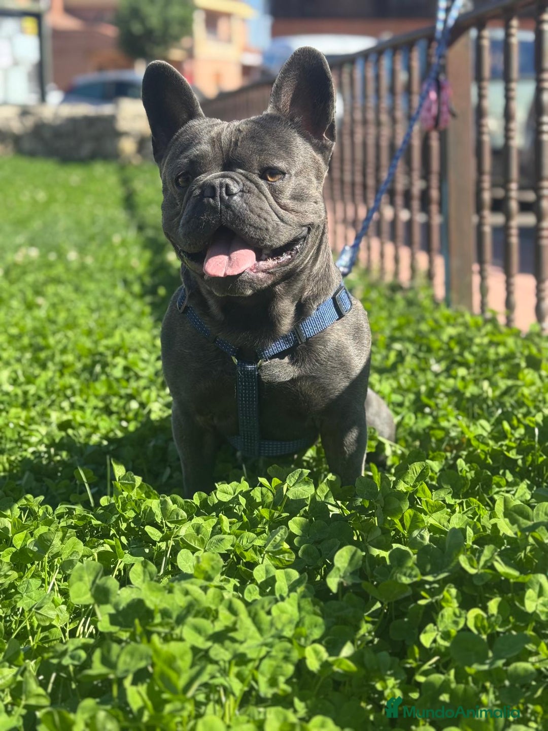 Bulldog Francés perros en venta: Bulldog francés  en León - Imagen 5