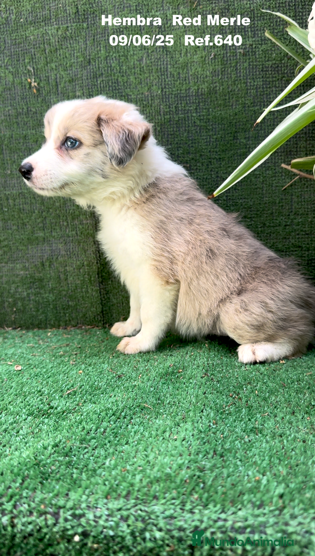 Border Collie perros en venta: Border Collie hembra red Merle - Imagen 10