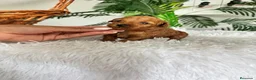 Caniche Toy perros en venta: CANICHE TOY 🎀 - Anuncio 7