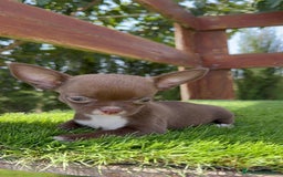 Chihuahua perros en venta: CHIHUAHUA HEMBRA - Imagen 5