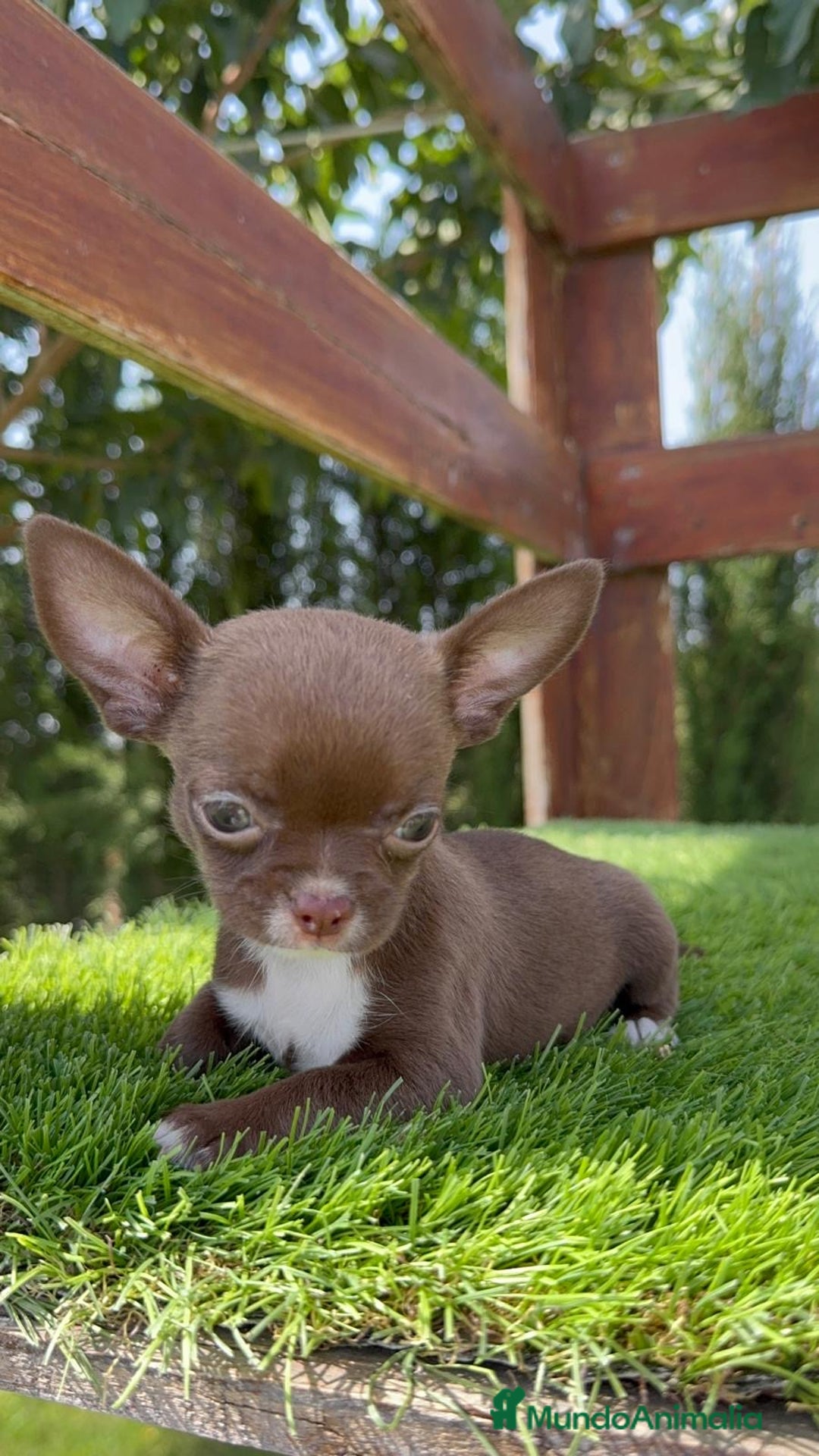 Chihuahua perros en venta: CHIHUAHUA HEMBRA - Imagen 5