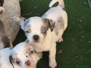 Chihuahua perros Chihuahua - Anuncio 2