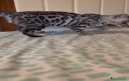 Bengalí gatos en venta: Bengali - Imagen 2