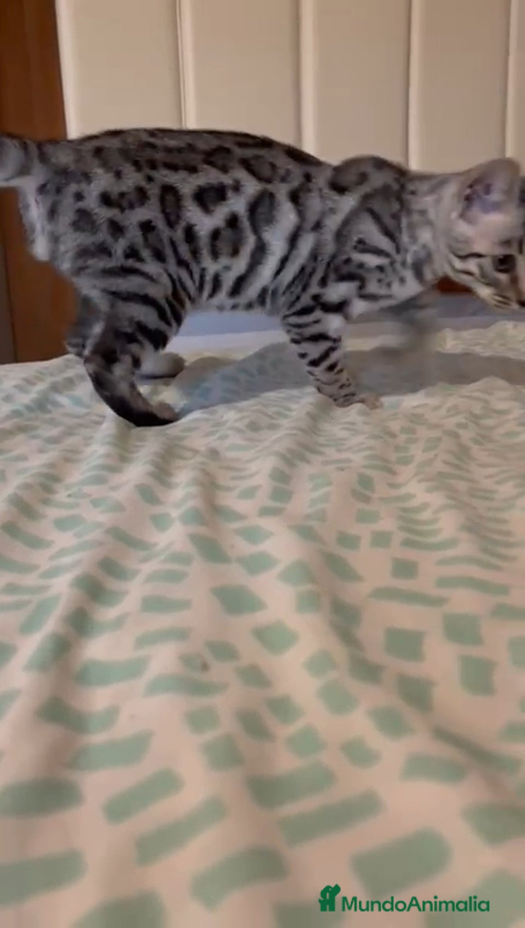 Bengalí gatos en venta: Bengali - Imagen 2