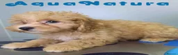 Havapoo perros en venta: Havapoo Macho de Haya y Can 6756 AQUANATURA - Anuncio 6