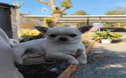 Chihuahua perros en venta: chihuahua cabeza de manzana - Imagen 5
