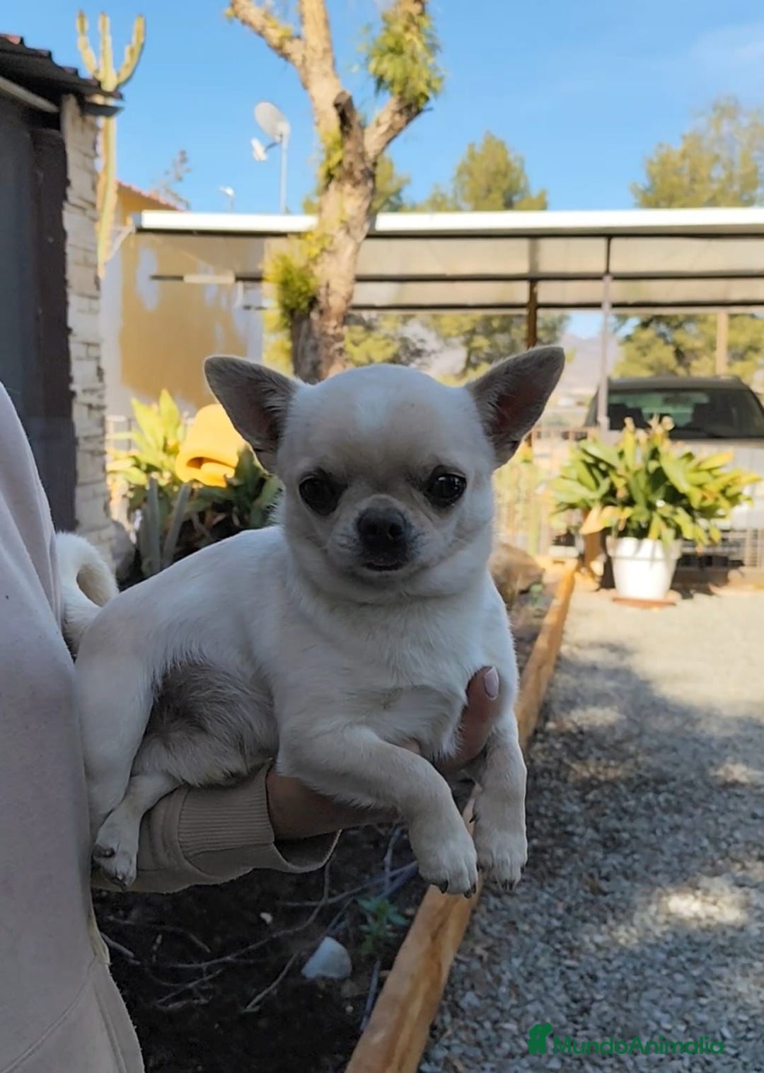 Chihuahua perros en venta: chihuahua cabeza de manzana - Imagen 5