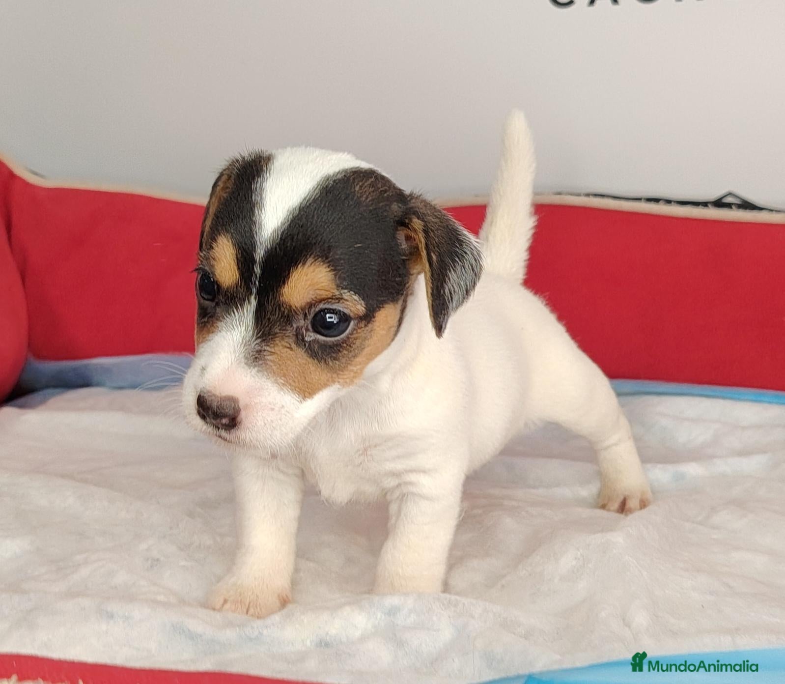 Jack Russell Terrier perros Jack russell - Anuncio 1