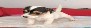 Jack Russell Terrier 1