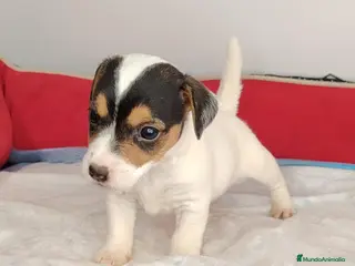 Jack Russell Terrier perros Jack russell - Anuncio 6