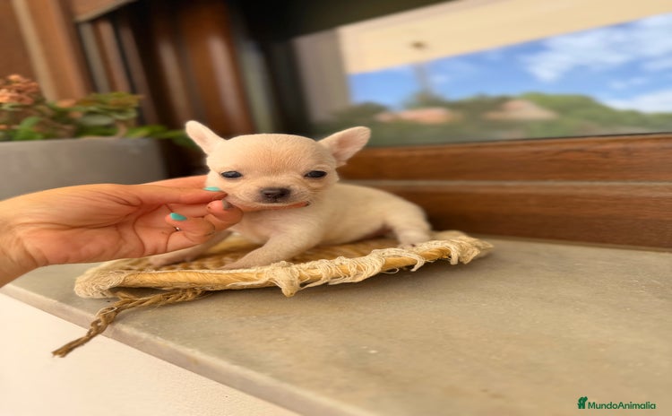 Chihuahua perros - Propaganda 2